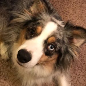 Meet your Posher, Ainslee